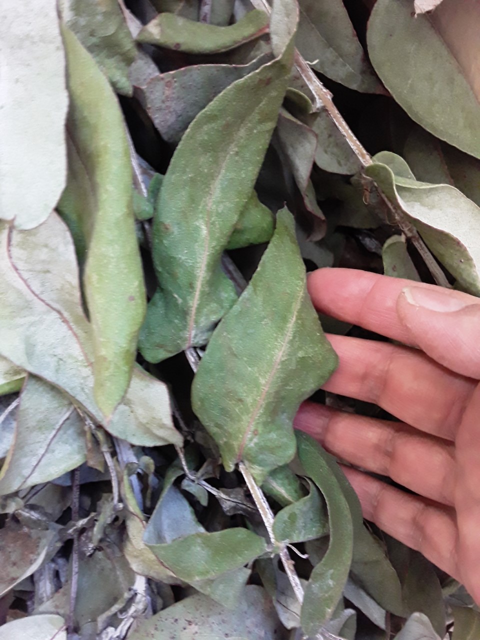 Eucalipto, bactericida natural El Heraldo