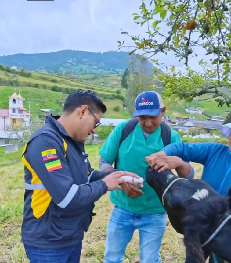 Píllaro fortalece producción ganadera  – El Heraldo